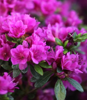 Rhododendron 'Geisha Purple'